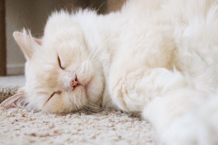 a white cat is sleeping on the floor