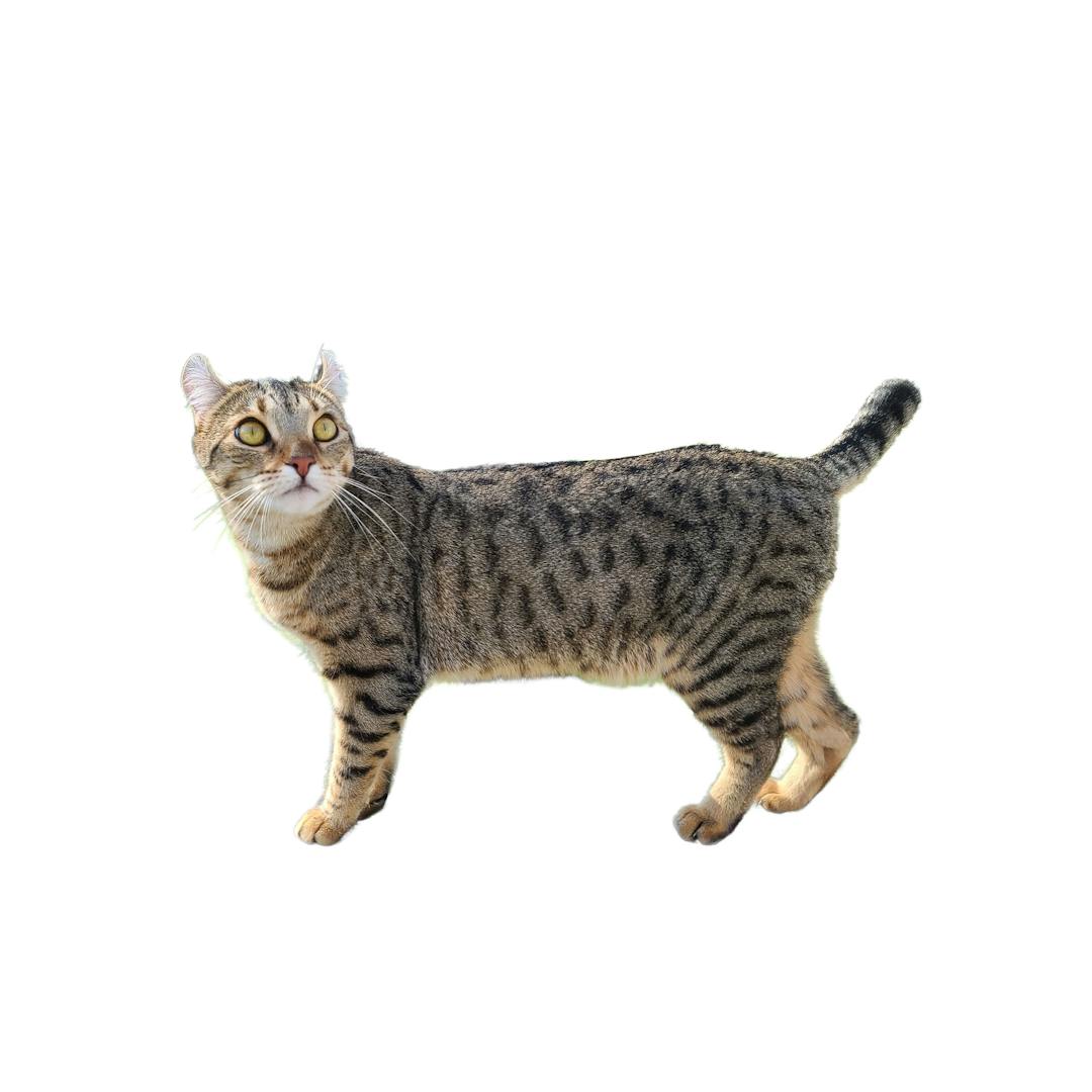 Highlander: Cat Breed Profile, Characteristics & Care  