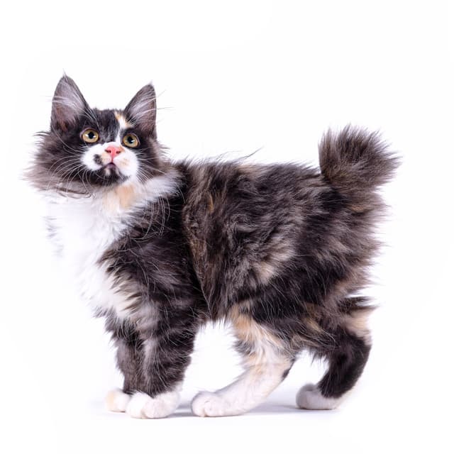 What are the Different Types of Cat Breeds: Ultimate Guide 2025
