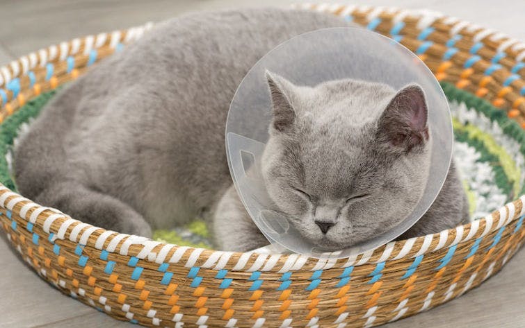 a cat with a cone on its head sleeping in a basket