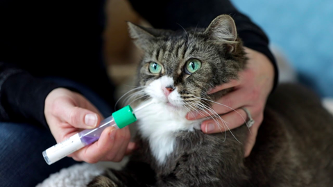 a person is brushing a cat's teeth with a toothbrush