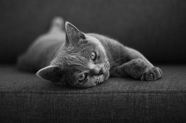 a black and white photo of a cat laying on a couch