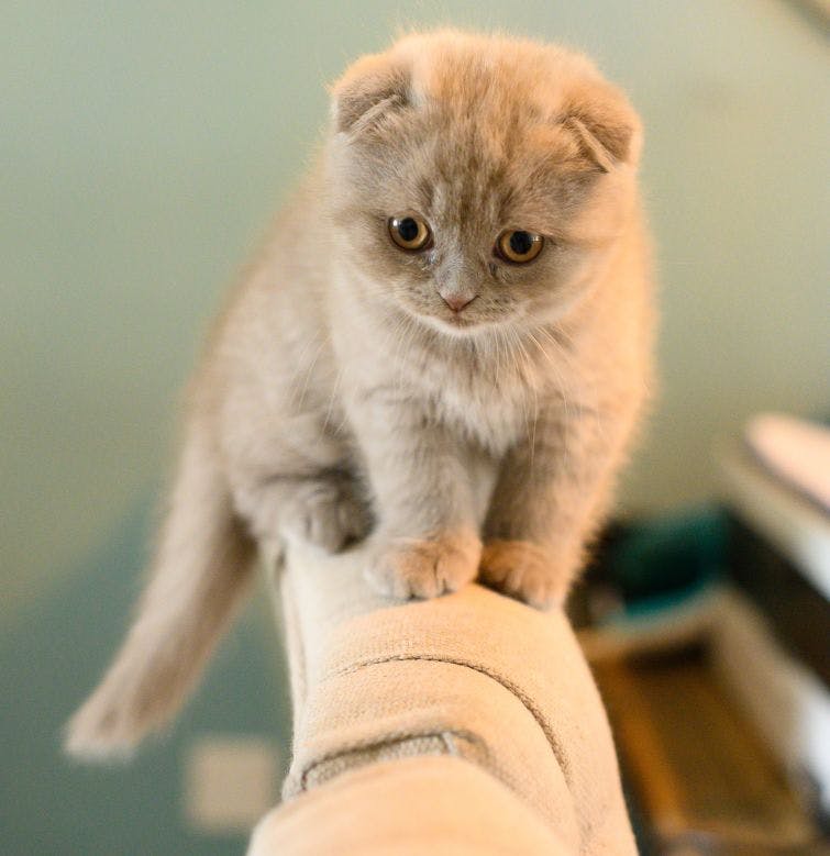 a small kitten sitting on top of a couch