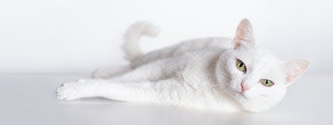 a white cat laying down on a white surface