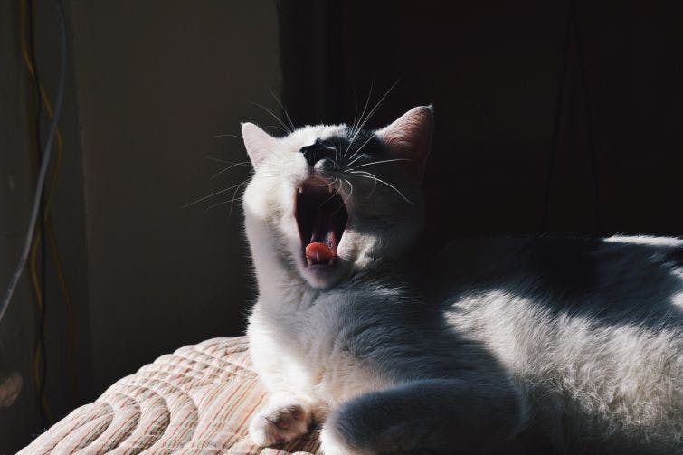 a white cat yawns while laying on a bed