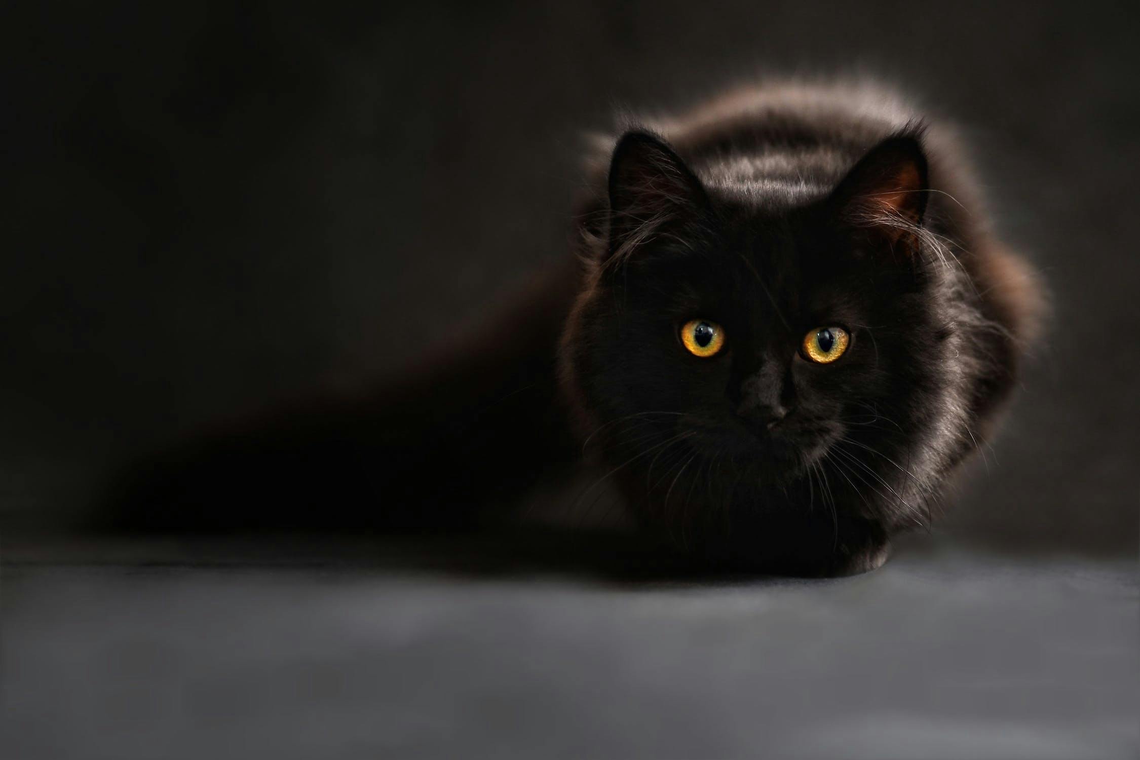 Black Cat with Yellow Eyes: 10 Enigmatic Cat Breeds