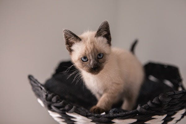 a kitten sitting in a basket on top of a table