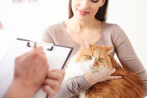 a cat being examined by a vet