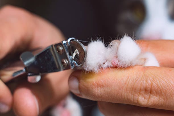 a person cutting a cat's paw with a pair of scissors