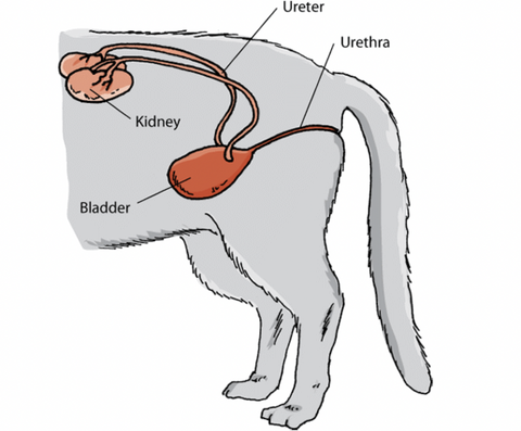 a diagram of the anatomy of a cat