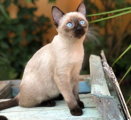 a siamese cat with blue eyes sitting on a bench