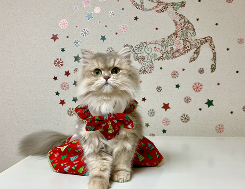 a cat sitting on a table wearing a christmas dress