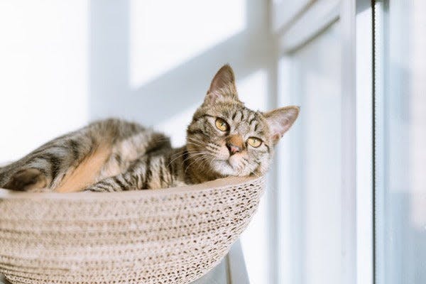 a cat laying in a basket on a window sill