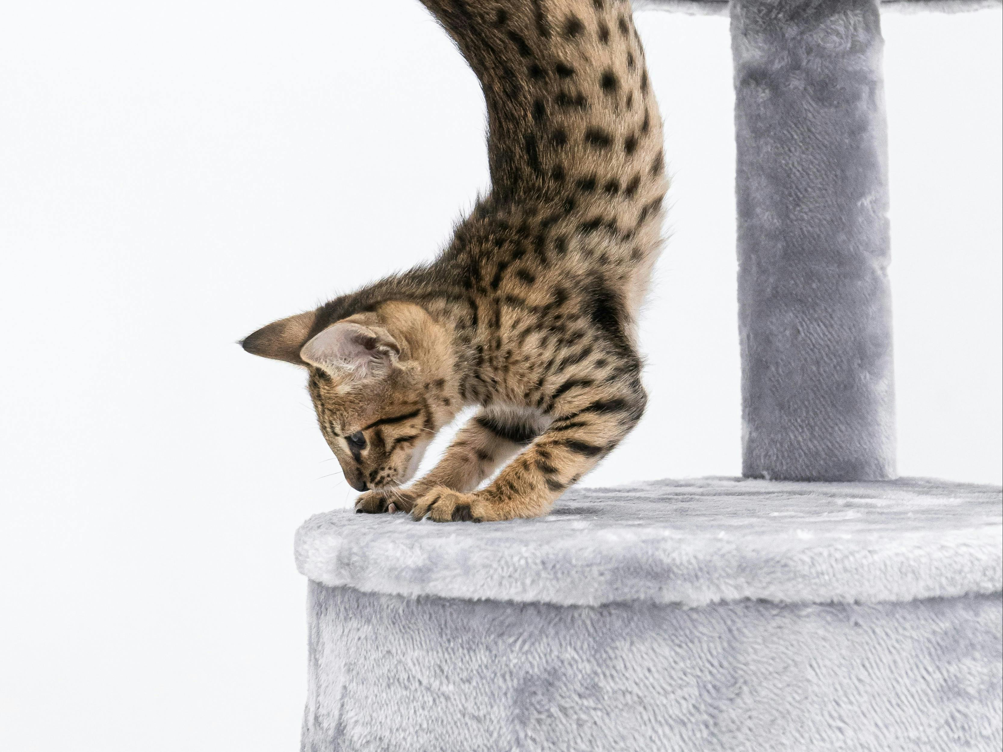Savannah Cats: Breed Overview and Key Traits