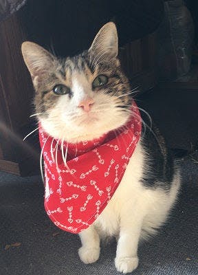 a cat wearing a red bandana sitting on the floor