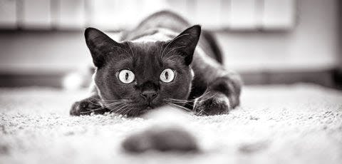 a black and white photo of a cat laying on the floor
