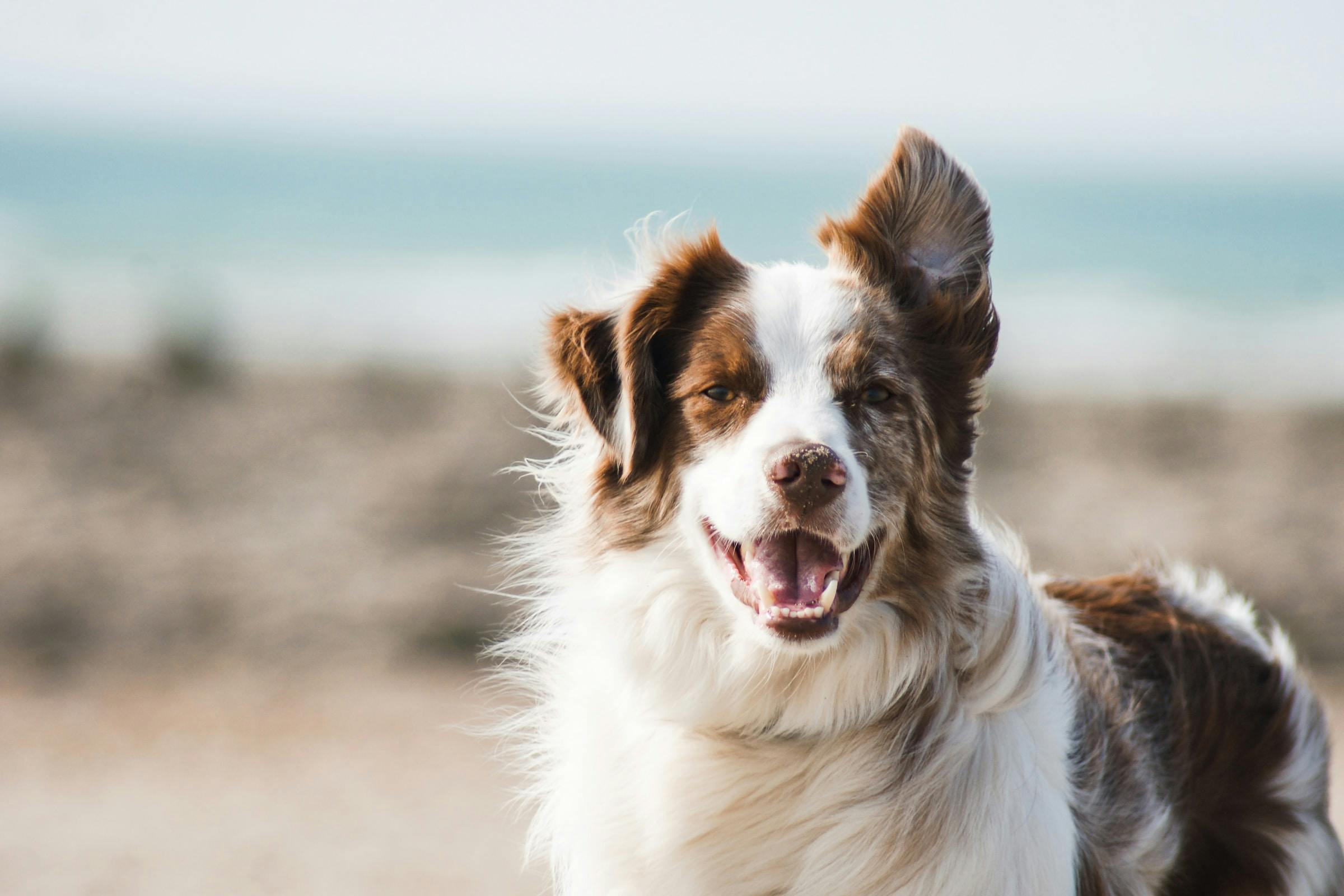 Pawsitive Peace: How to Calm a Dog Down with Love, Training, and TLC
