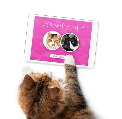 a cat is playing with a tablet computer