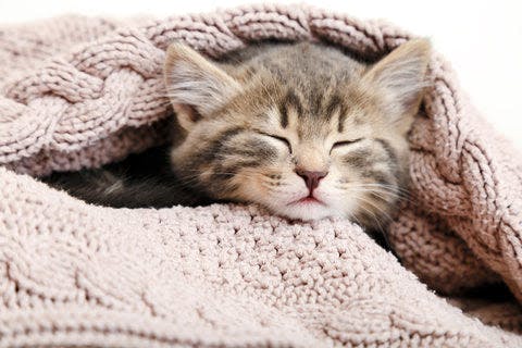 a small kitten is sleeping under a blanket