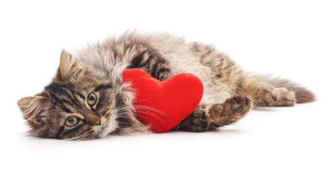 a cat laying on its back with a red heart