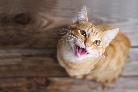 an orange and white cat yawning on a wooden floor