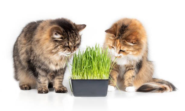 a couple of cats standing next to a pot of grass