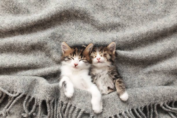 two kittens laying on top of a blanket