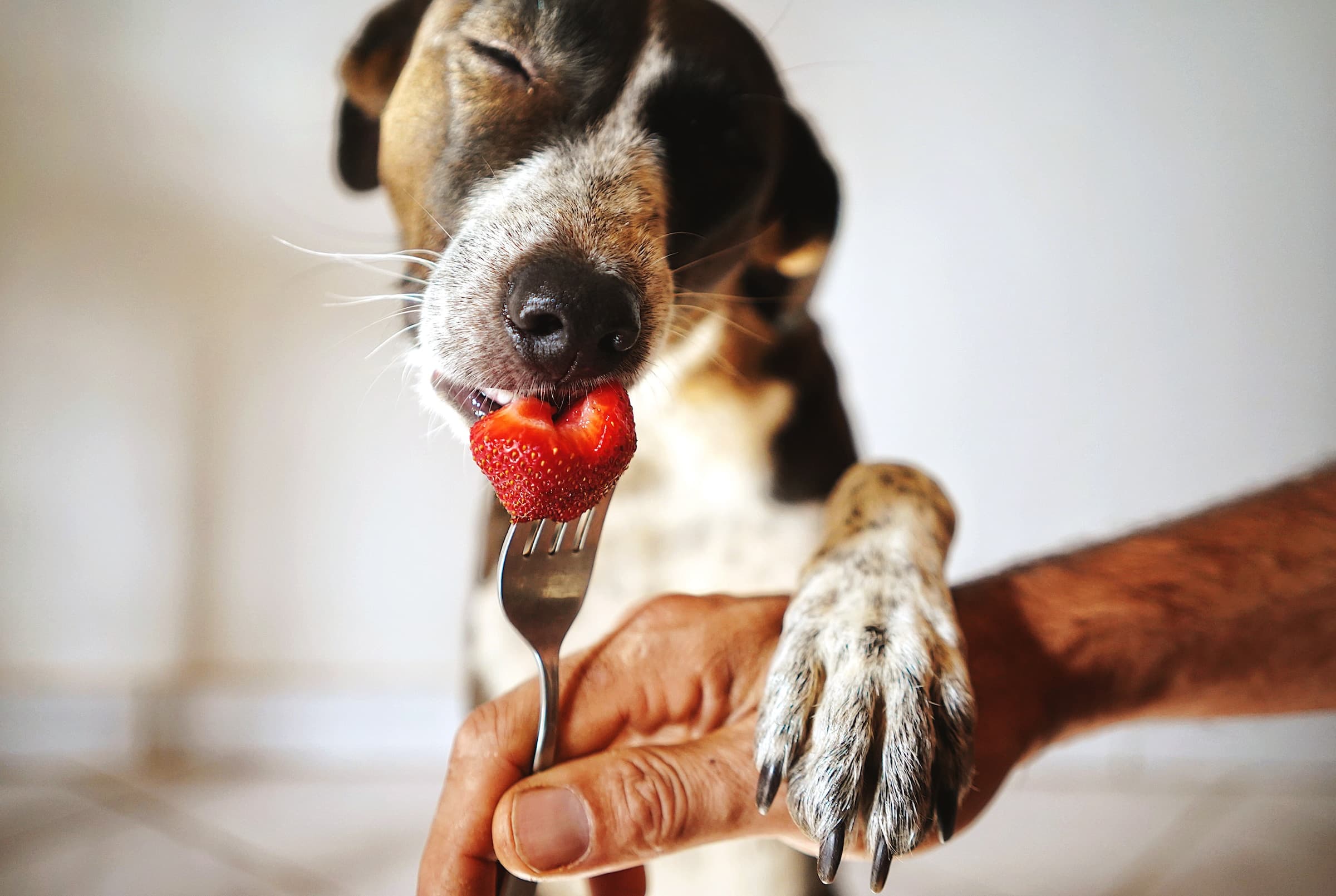 Exploring the Safety of Feeding Human Food to Dogs: What You Need to Know Exploring the Safety of Feeding Human Food to Dogs: What You Need to Know