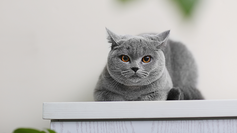 a gray cat sitting on top of a refrigerator