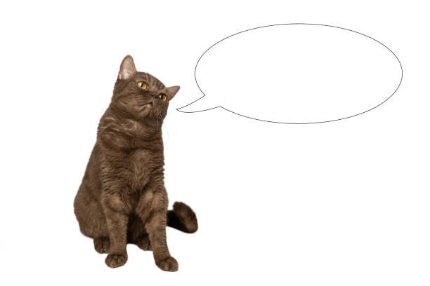 a cat with a speech bubble on a white background