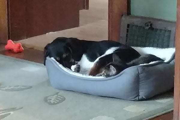 a black and white dog laying in a dog bed