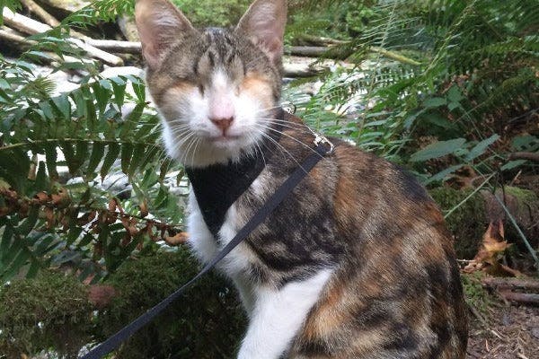 a cat is sitting on a leash in the woods