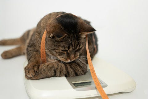 a cat laying on top of a bathroom scale