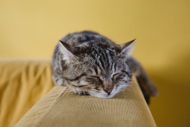 a cat sleeping on a couch with its eyes closed