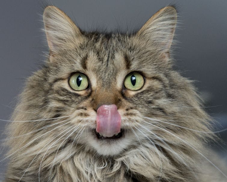 a close up of a cat with its tongue out
