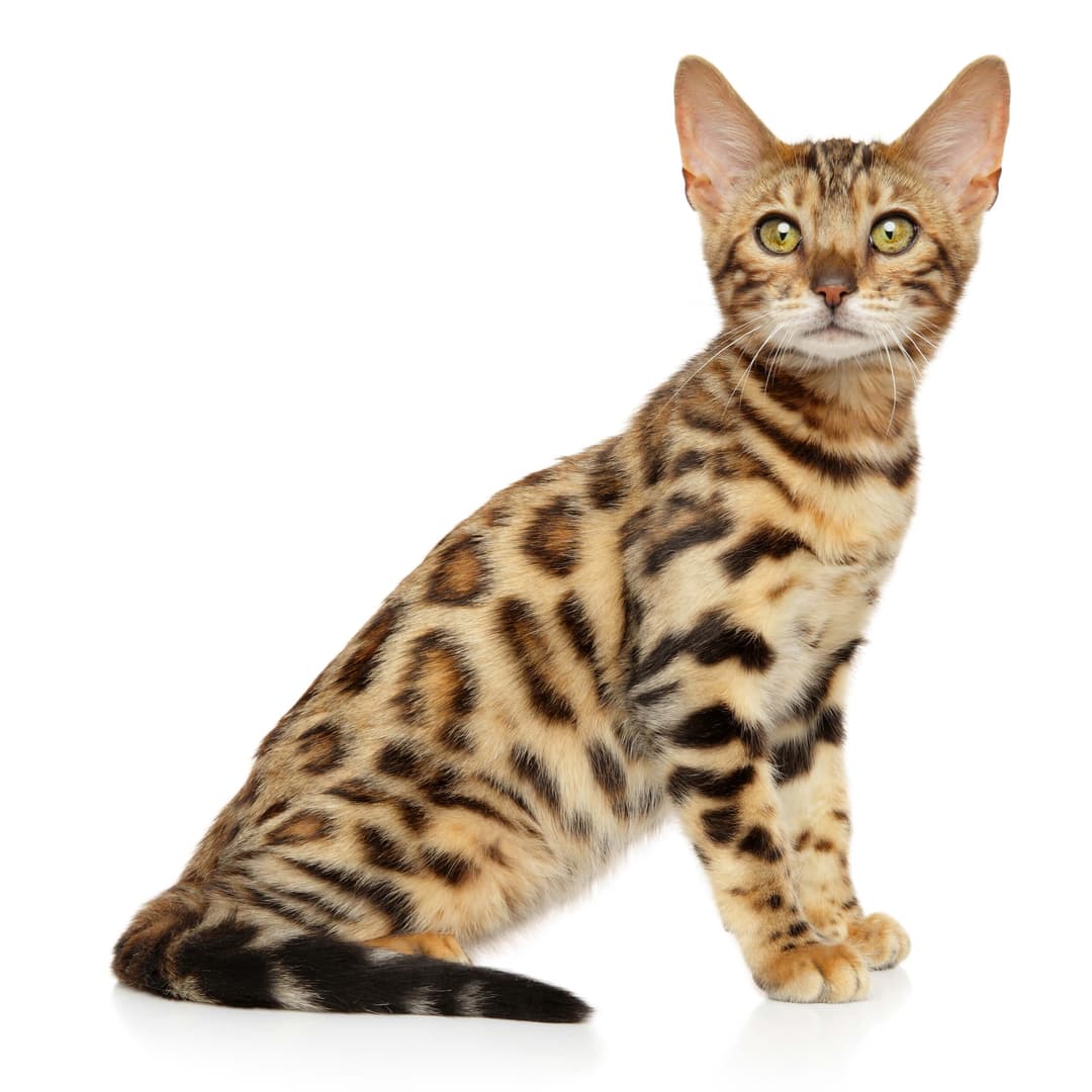 Bengal Cat