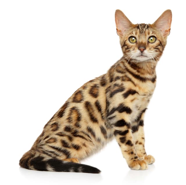 Feline Fashion Show: The Purr-fect Cat Breeds for Every Style