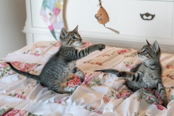 a couple of kittens laying on top of a bed