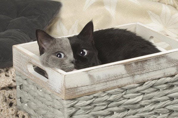 two black cats sitting in a basket on a bed