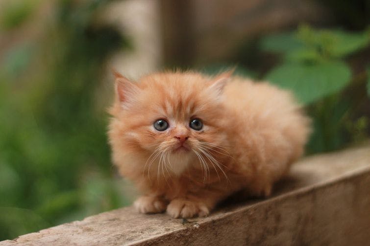 a small orange kitten sitting on top of a wooden ledge