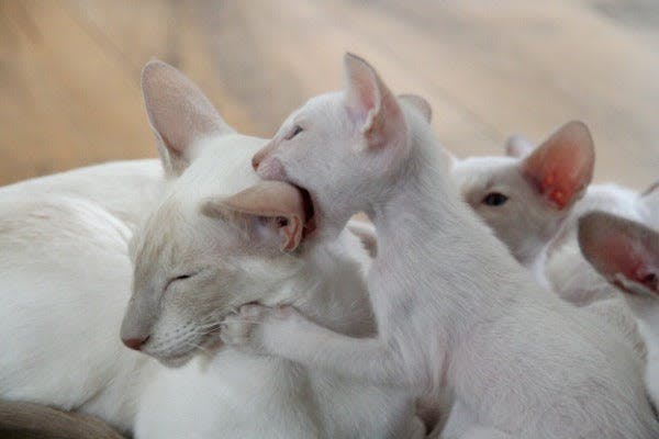 a group of white kittens laying on top of each other