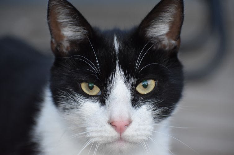 a black and white cat staring at the camera
