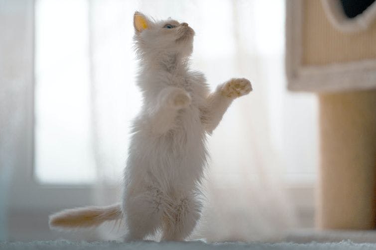 a white cat standing on its hind legs