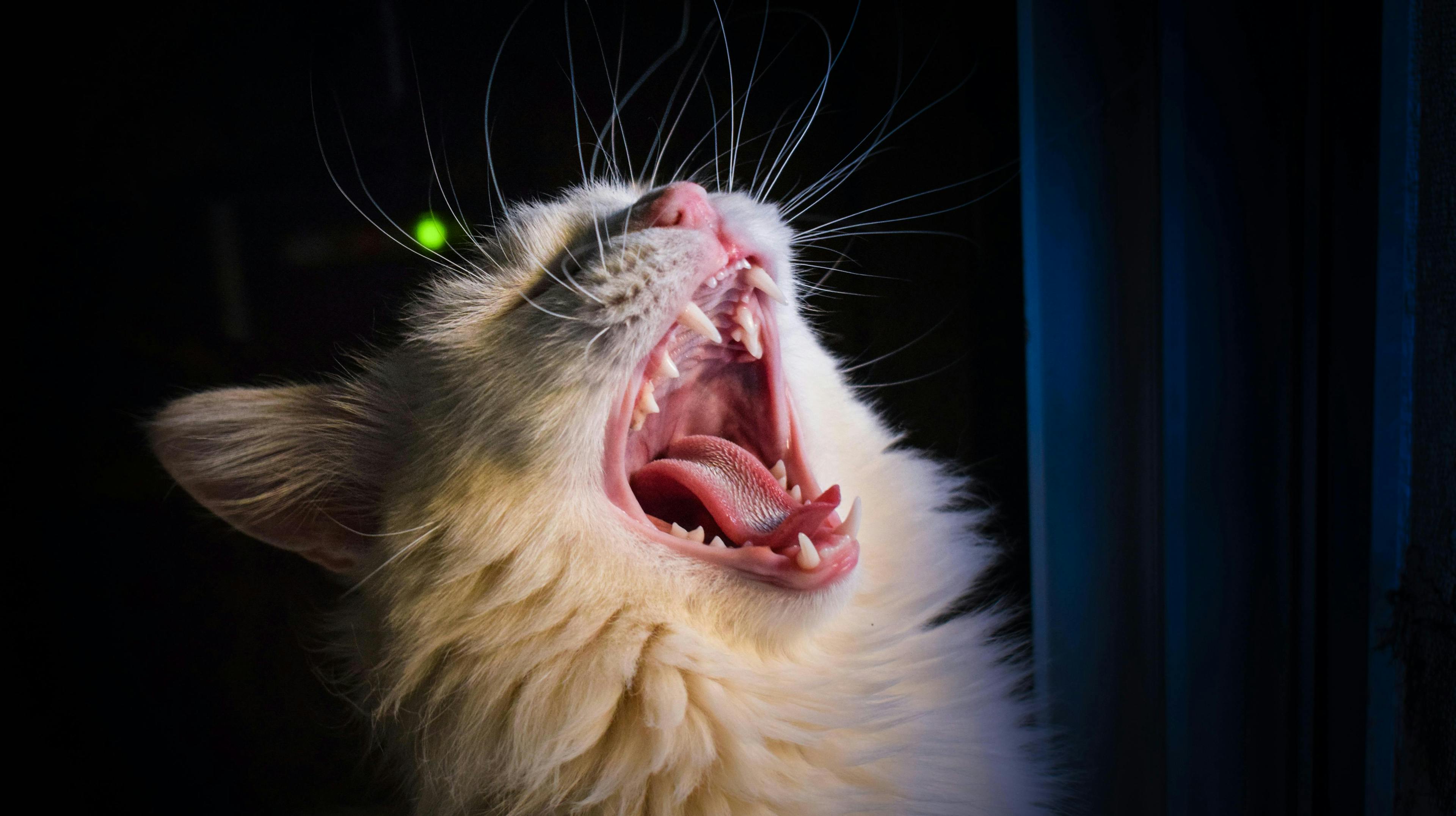 Cat Bad Breath: How to Combat It