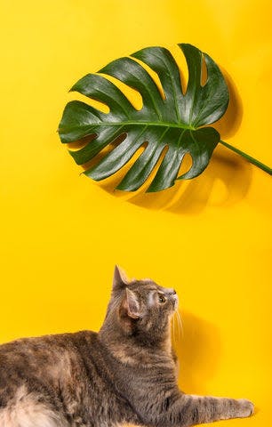 a cat laying on top of a shelf next to a plant