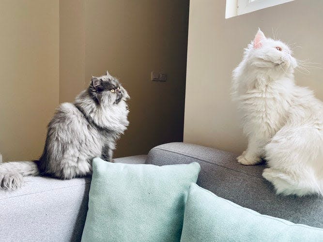 two cats sitting on a couch looking at each other