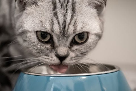 a gray and white cat eating out of a blue bowl