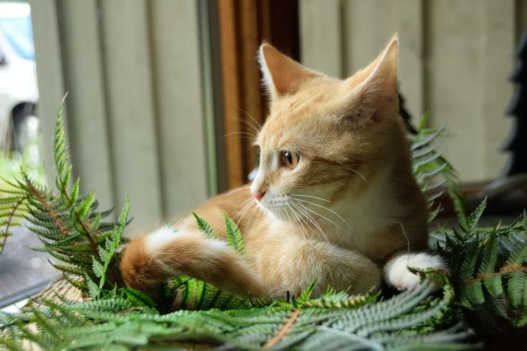 a cat sitting in a potted plant on a window sill
