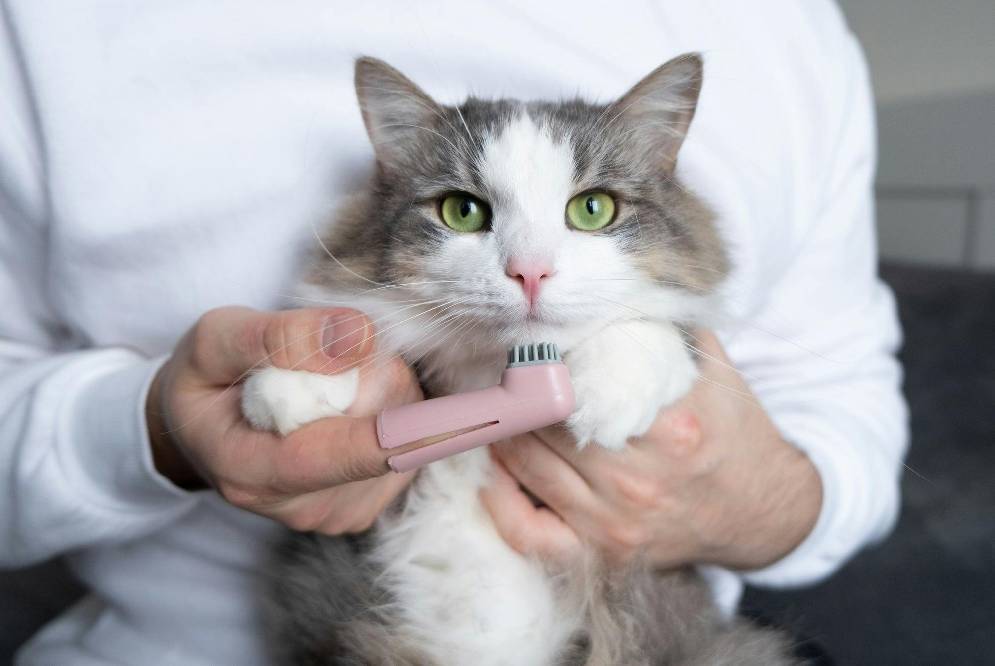 5 ways to brush your cat's teeth