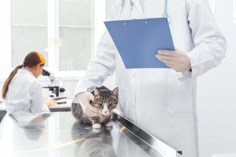 a person in a lab coat holding a clipboard and a cat